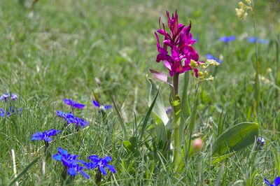 activite Fleurs et Plantes de Montagne
