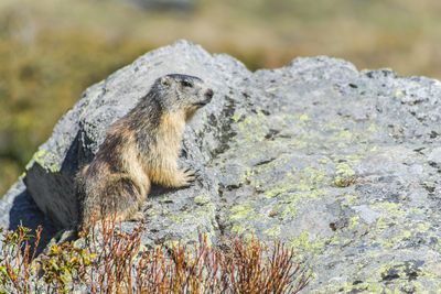activite Le Monde des Marmottes
